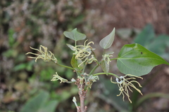 Trewia nudiflora
